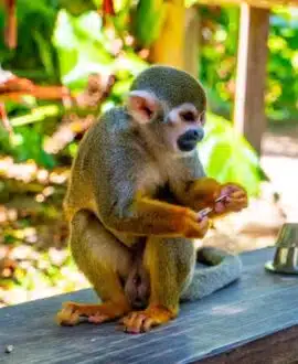 Monkeys